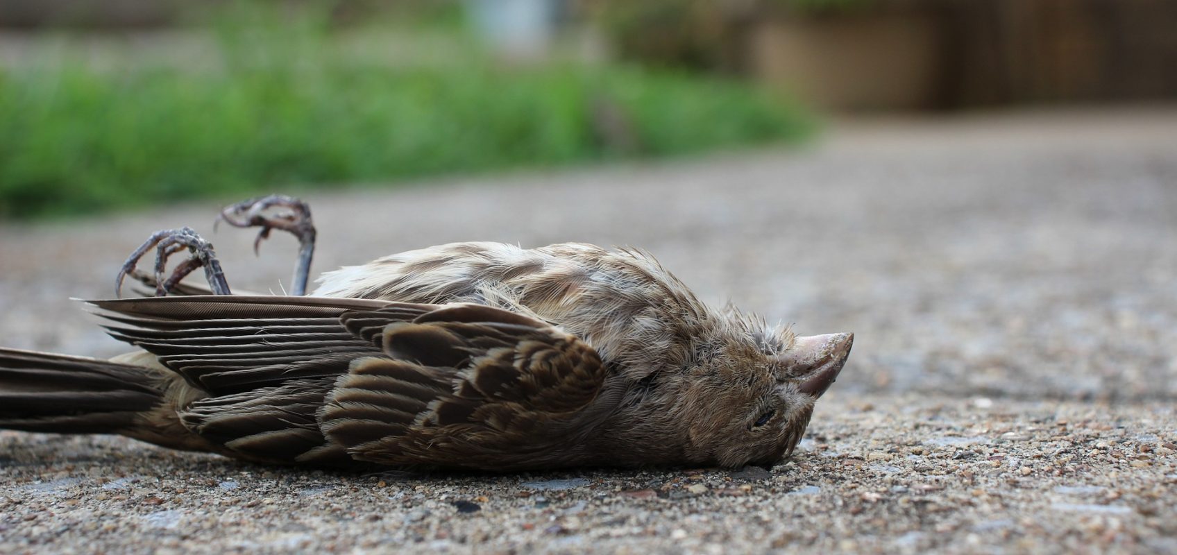 La peur de la mort conditionne tout l’univers humain