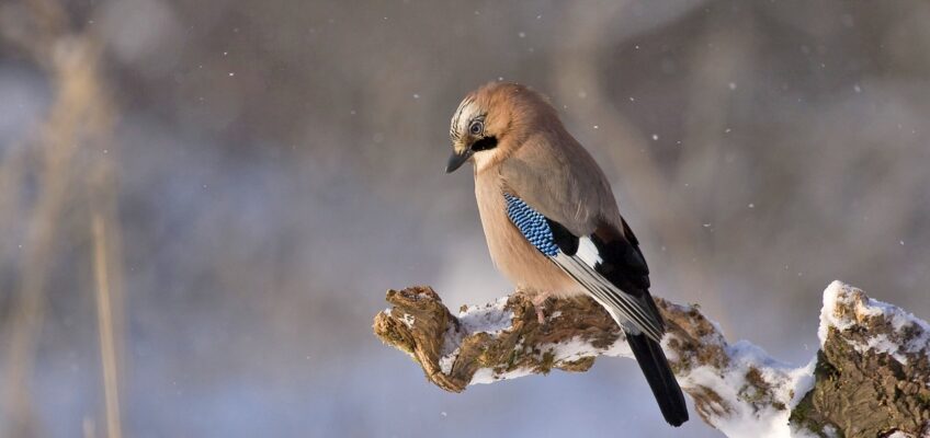 La présence tranquille et dans l’action